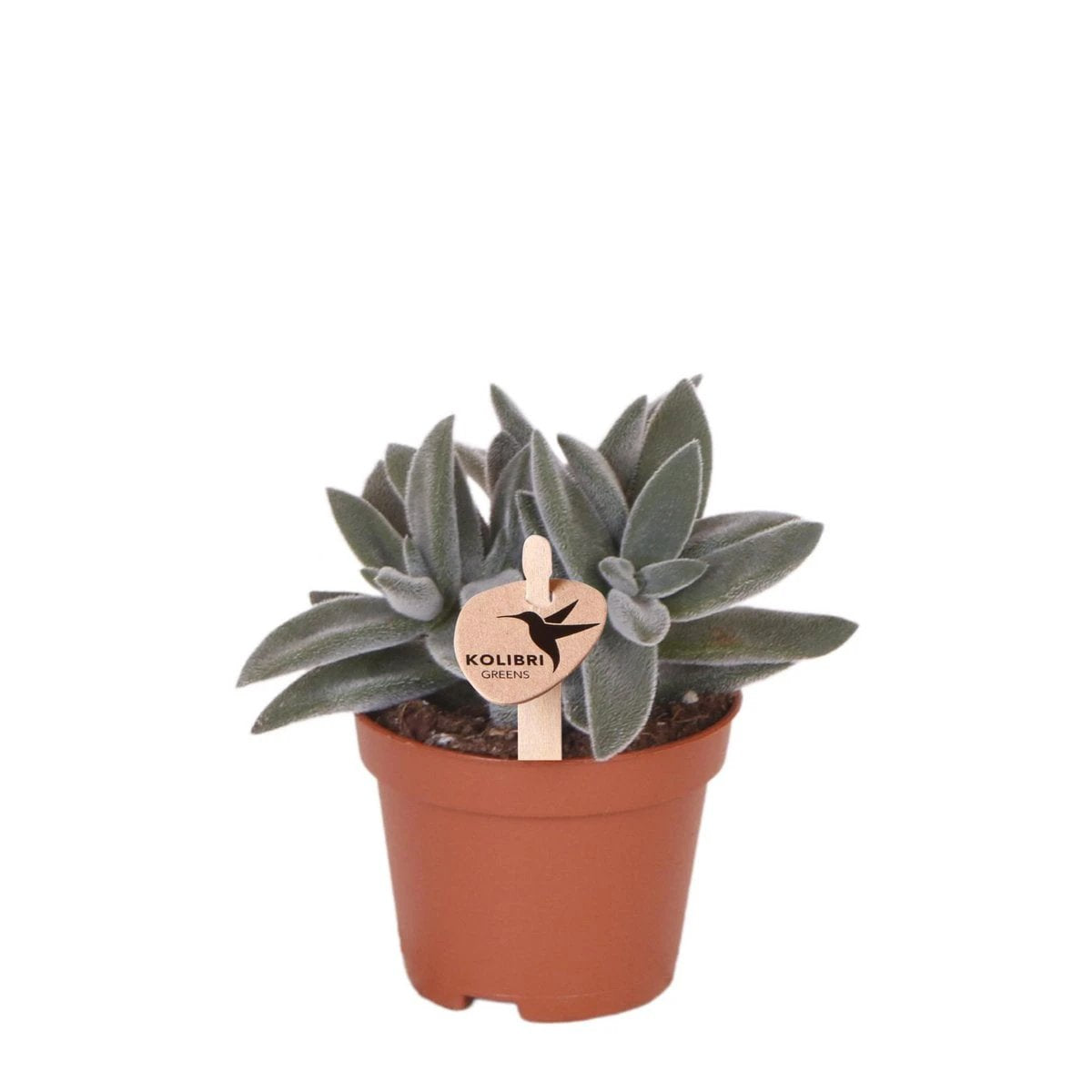 Hummingbird Greens | Green plant - Succulent Tarantula - green houseplant - fresh from the grower - Ø6cm by Kolibri Company