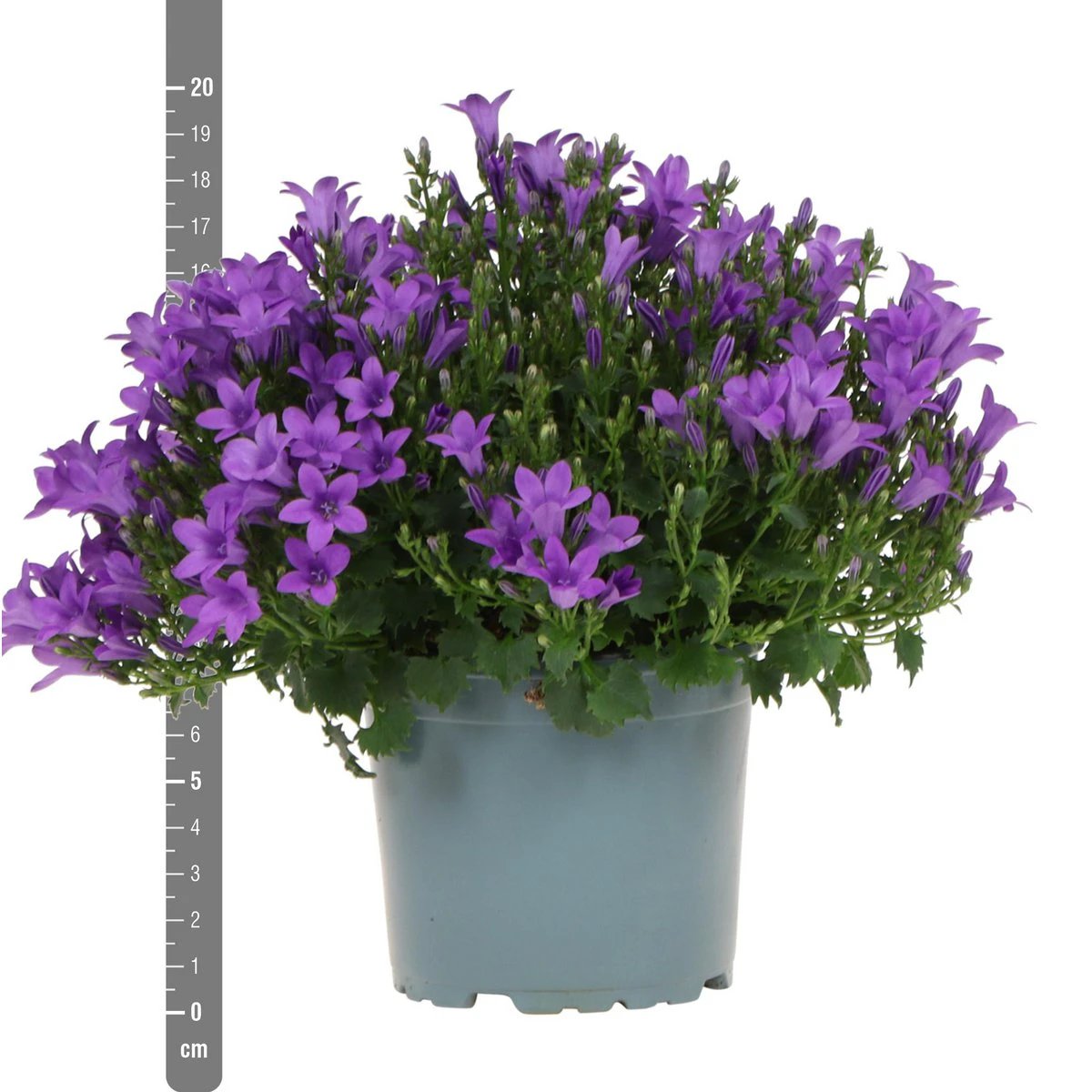 Campanula Addenda - Klokjesbloem Purple Pot size 12cm - 1m2 ground cover - 6 pieces - Ambrella Purple - Garden plants - hardy by Kolibri Company
