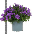 Campanula Addenda - Klokjesbloem Purple Pot size 12cm - 1m2 ground cover - 6 pieces - Ambrella Purple - Garden plants - hardy by Kolibri Company