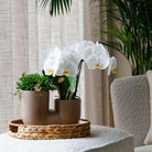 Colibr Orchids | Set of white orchid Surcha and Succulent in Tube serpot Sanding Sand - pot measure Ø9cm | -driving room plant - freshly from the grower by Kolibri Company
