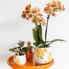 Kolibri Greens | Green Plant - Calathea Makoyana - Green houseplant - Fresh from the grower - Ø6cm by Kolibri Company
