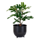 Fig Tree - Green, PE Plastic, H:60 cm by EMIRELLE