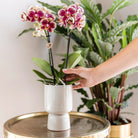 Kolibri-Orchideen – Überraschungsbox einfarbig – Pflanzen-Vorteilsbox – Überraschungsbox mit 4 verschiedenen Orchideen – Frisch vom Züchter von Kolibri Company