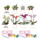 Kolibri Creatives | Paint package for painting 8 flower pots + orchids and succulents | for at least 4 people | Creative visionary by Kolibri Company