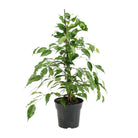 Ficus Benjamina Danita – Ø17 cm – ↕70 cm von MEERgroothandel Planten