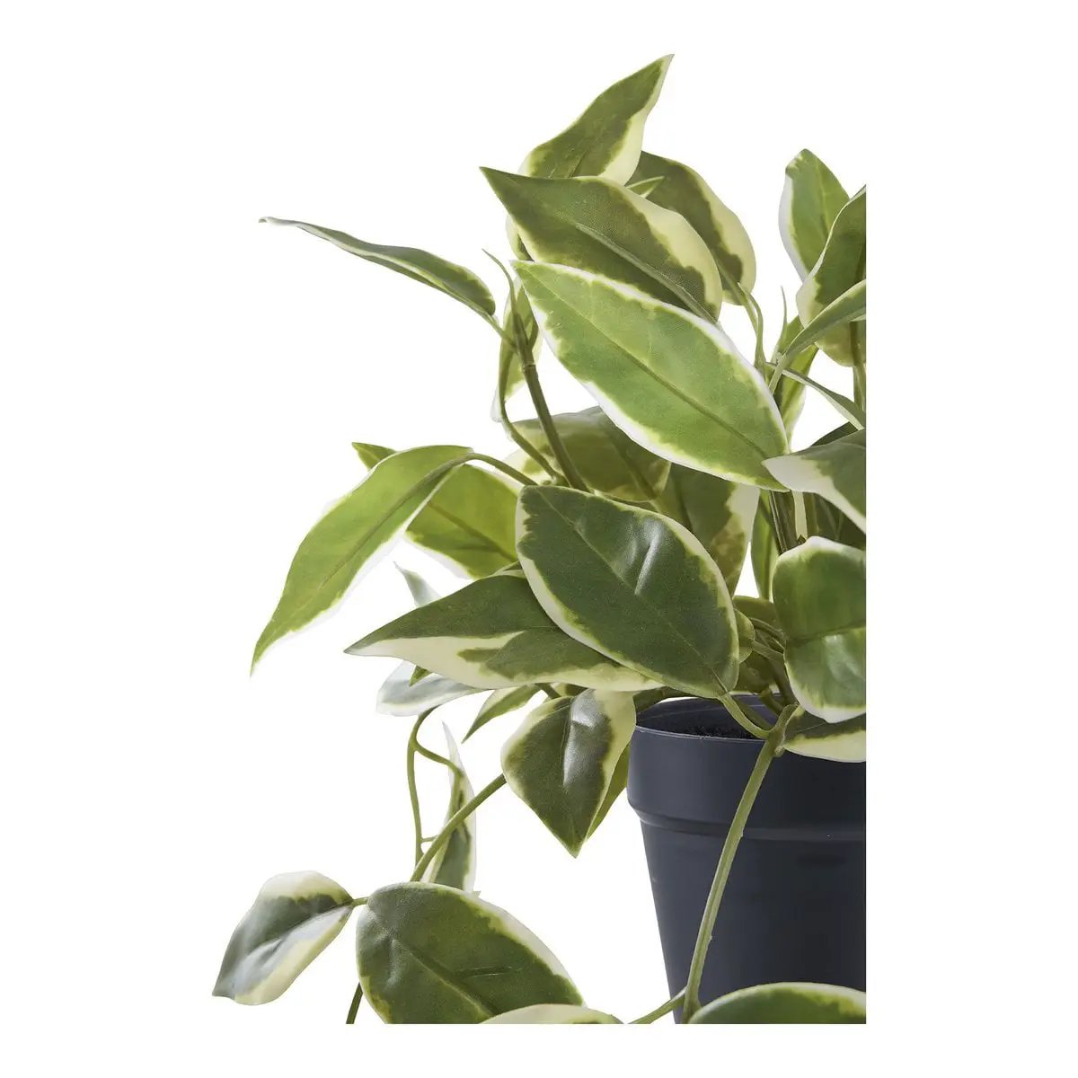 Hoya Carnosa by EMIRELLE