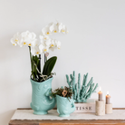 Hummingbird Orchids | Plant set Fish Turquoise | Set with white Phalaenopsis orchid Amabilis Ø9cm and green plant Succulent Crassula Hobbit Ø6cm | incl. turquoise ceramic decorative pots by Kolibri Company