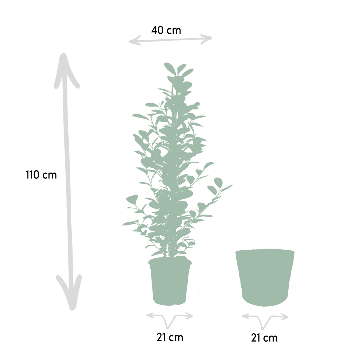 Ficus Benjamina Danielle - Ø21cm - ↕95cm + Ficus Benjamina Twilight - Ø21cm - ↕95cm + Ficus Microcarpa Moclame - Ø21cm - ↕95cm + Mand Selin by MEERgroothandel Planten