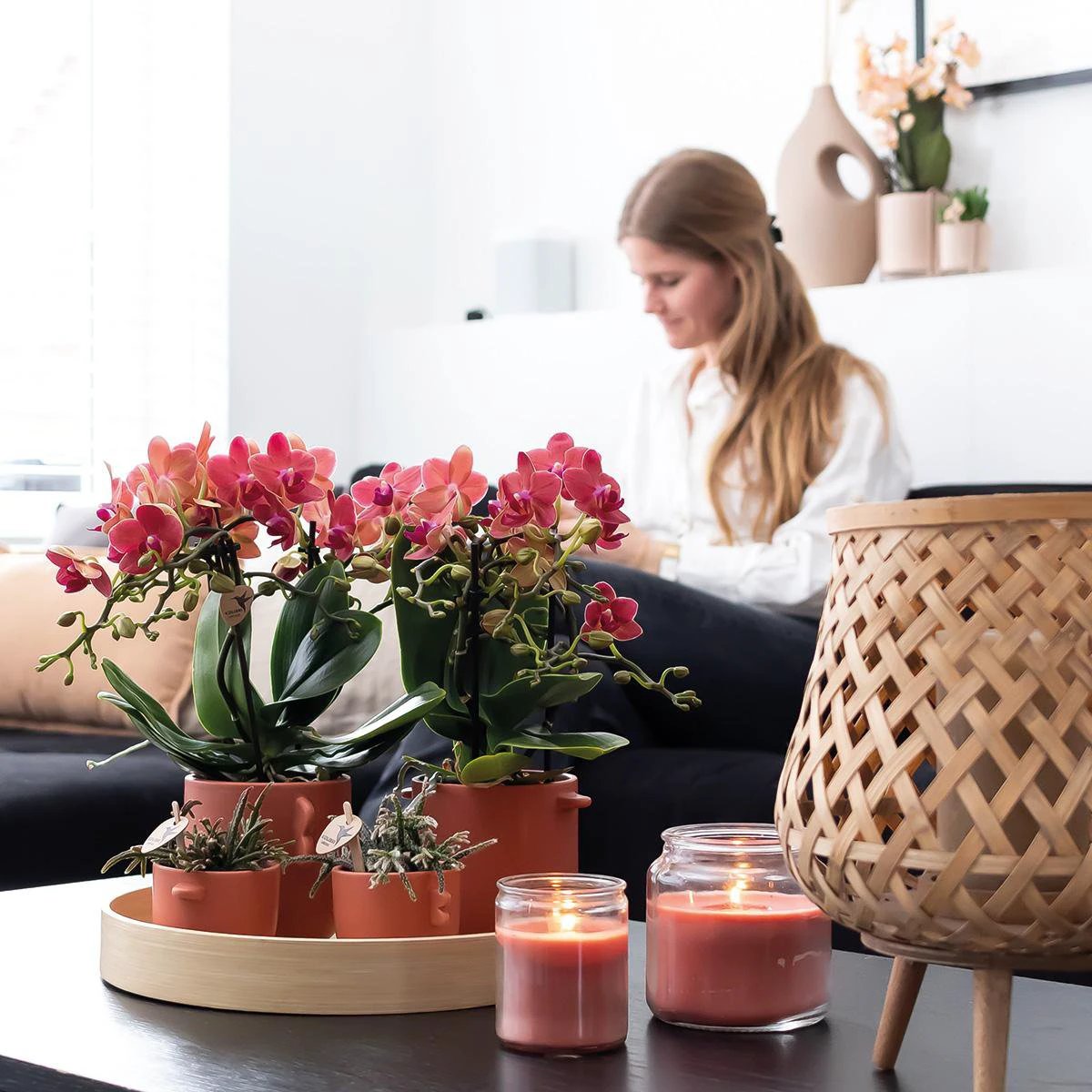 Colibr Orchids | COMBI DEAL from 2 red Phalaenopsis orchids - Congo - potmate Ø9cm-firming room plant – fresh of the grower by Kolibri Company