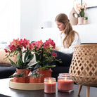 Colibr Orchids | COMBI DEAL from 2 red Phalaenopsis orchids - Congo - potmate Ø9cm-firming room plant – fresh of the grower by Kolibri Company