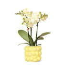Hummingbird Orchids | yellow Phalaenopsis orchidee - Mexico + Citrus sierpot yellow - pot size Ø9cm | blooming houseplant - fresh from the grower by Kolibri Company