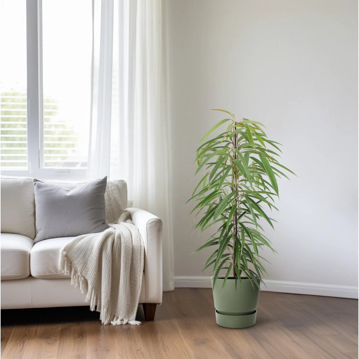 Ficus Binnendijkii Alii - Ø21cm - ↕80cm by MEERgroothandel Planten