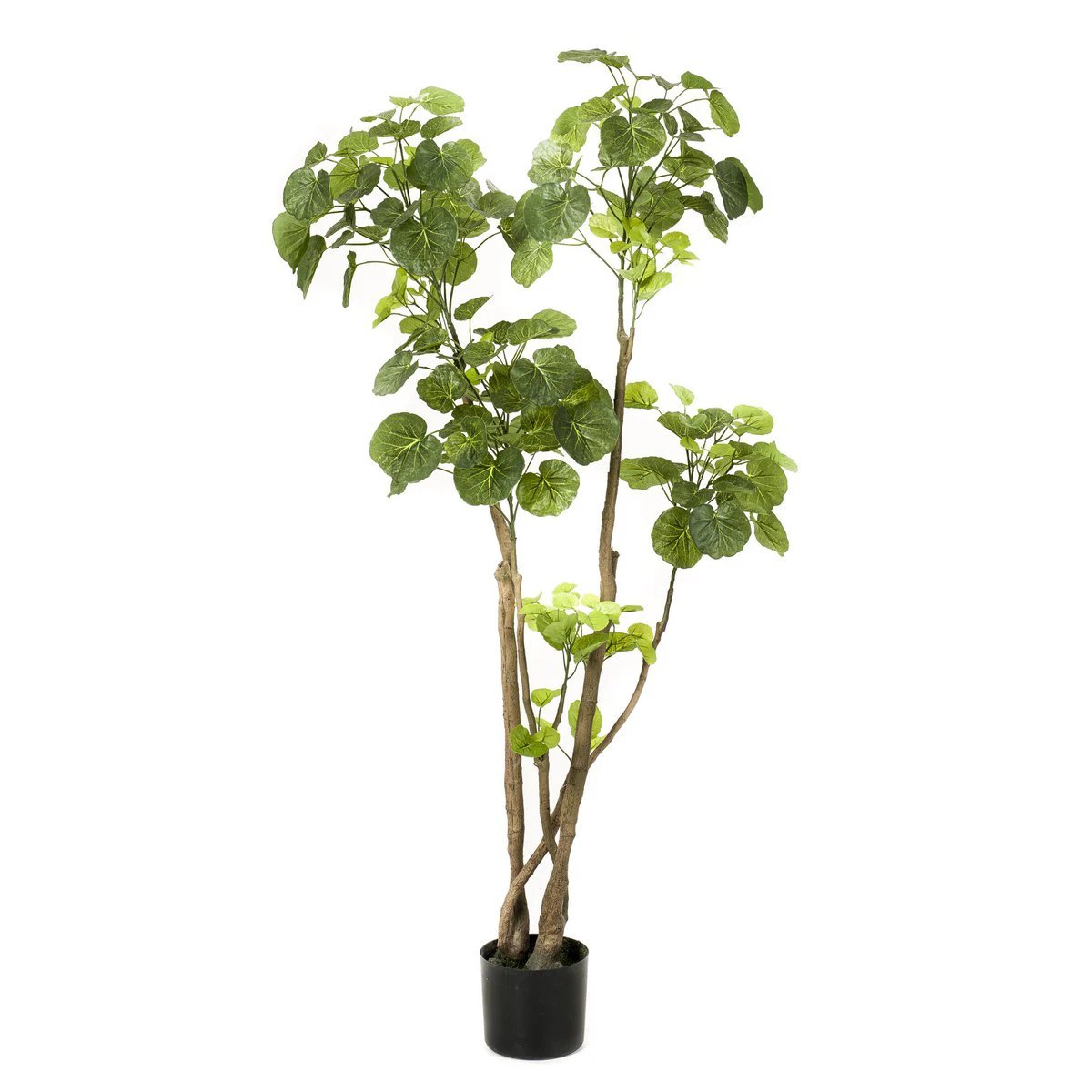 Kunstpflanze – Polyscias – Aralie – 135 cm von Green boutiQ