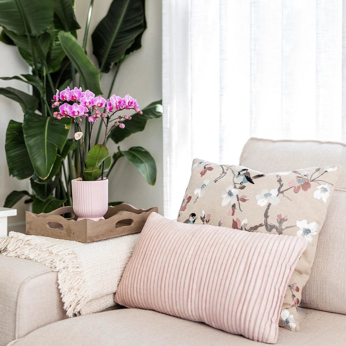 Hummingbird Home | Combi deal - Diabolo pot pink by Kolibri Company