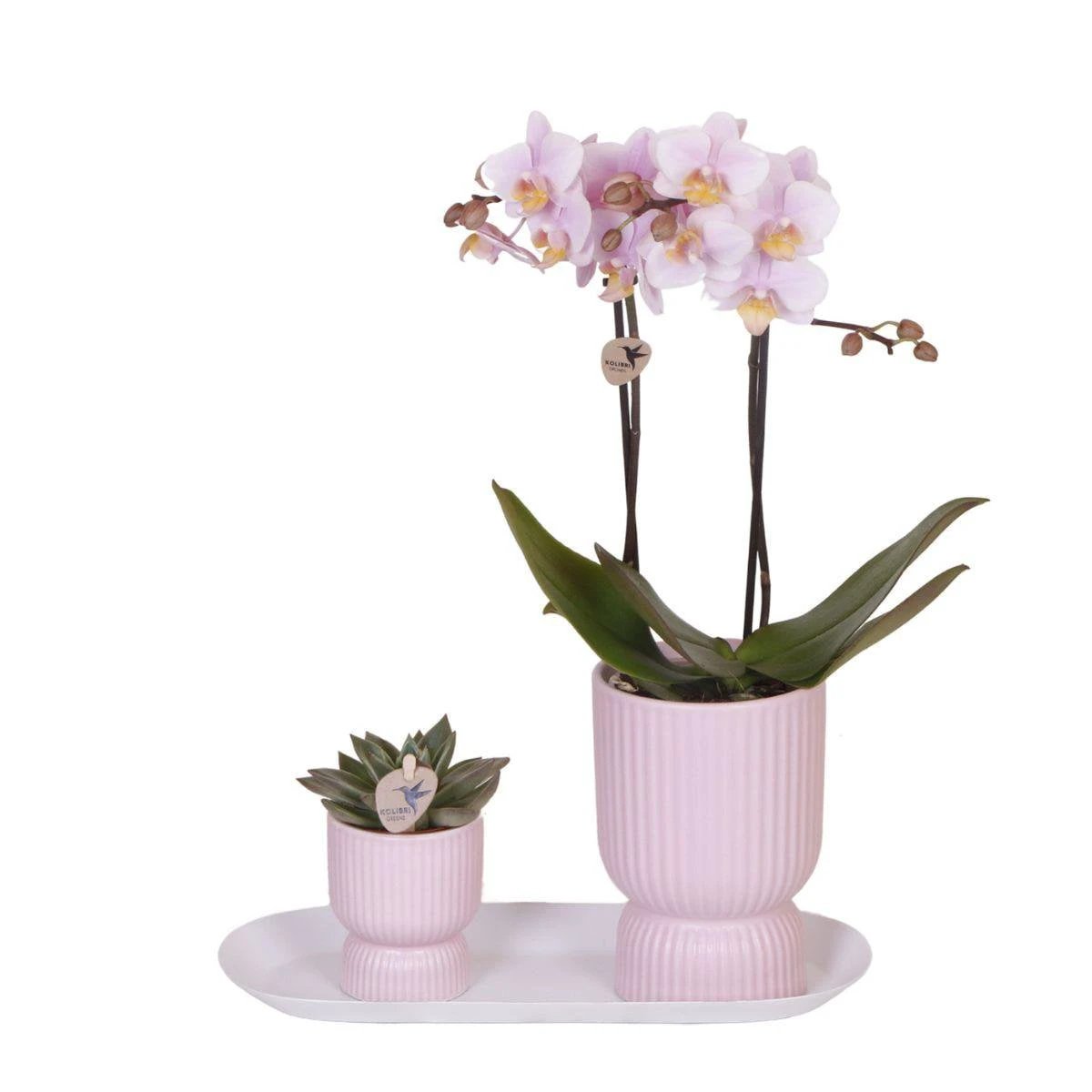 Hummingbird Orchids | Plant set Floral Blush pink small| Green plants with Phalaenopsis orchid in Floral Blush pink decorative pots and white tray by Kolibri Company
