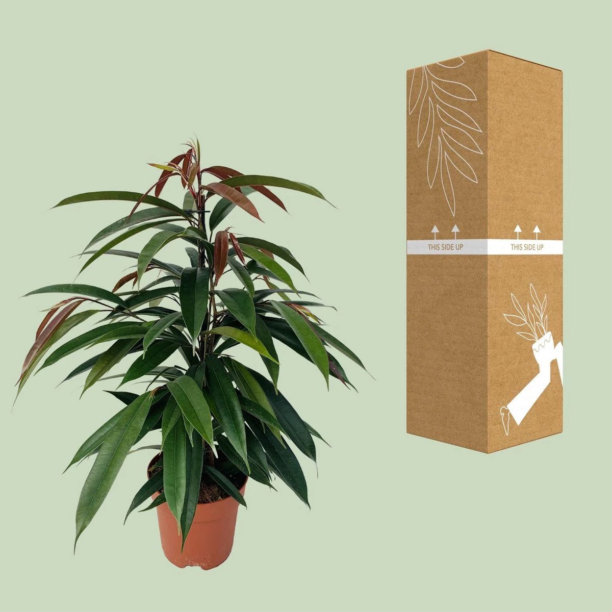 Ficus Binnendijkii 'Amstel King' P17 - Ø17cm - ↕75cm by MEERgroothandel Planten