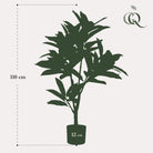 Artificial plant - Croton Codiaeum - Wonderbush - 95 cm by Green boutiQ