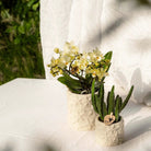 Kolibri Home | Star Fish sierpot - Off White - Ø6cm by Kolibri Company