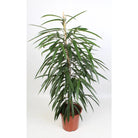 Ficus Binnendijkii Alii 21 cm – Ø21 cm – ↕100 cm von MEERgroothandel Planten