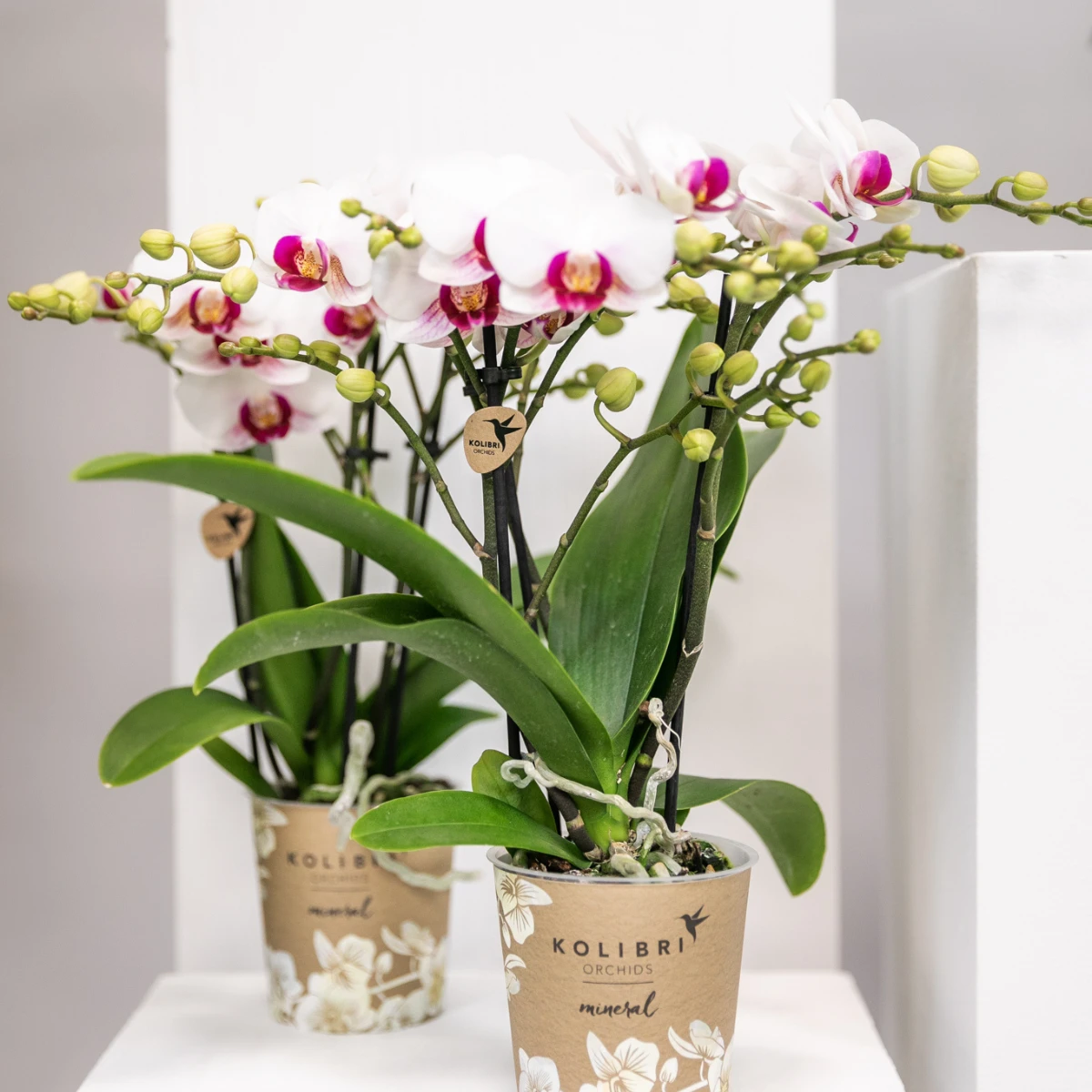 Colibr Orchids | white Phalaenopis orchid pot measure Ø9cm | Gibraltar | -driving room plant - freshly from the grower by Kolibri Company