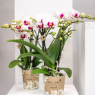 Colibr Orchids | white Phalaenopis orchid pot measure Ø9cm | Gibraltar | -driving room plant - freshly from the grower by Kolibri Company