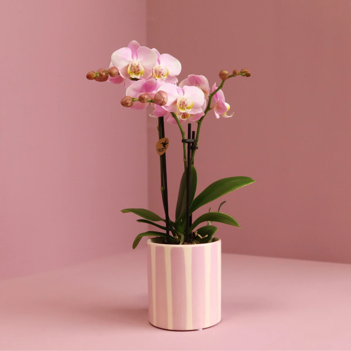 Kolibri-Orchideen | Rosa Phalaenopsis-Orchidee Portugal + Topf Painted Stripe rosa – Topfgröße Ø9 cm | blühende Zimmerpflanze – frisch vom Züchter von Kolibri Company