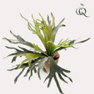 Kunstplant - Staghorn Fern - Hertshoorn - 50 cm by Green boutiQ
