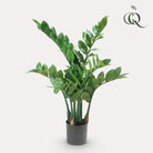 Artificial plant - Zamioculcas - City Palm - 70 cm by Green boutiQ