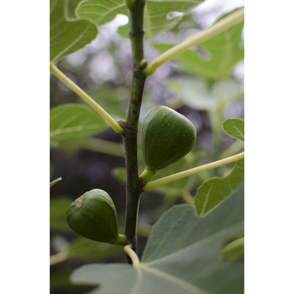 Ficus Gustissimo Perretta - Ø19cm - ↕50cm - Ø13 - ↨45cm von MEERgroothandel Planten