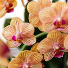 Hummingbird Orchids | orange Phalaenopsis orchid - Jamaica + Painted Stripe pot orange - pot size Ø9cm | flowering houseplant - fresh from the grower by Kolibri Company