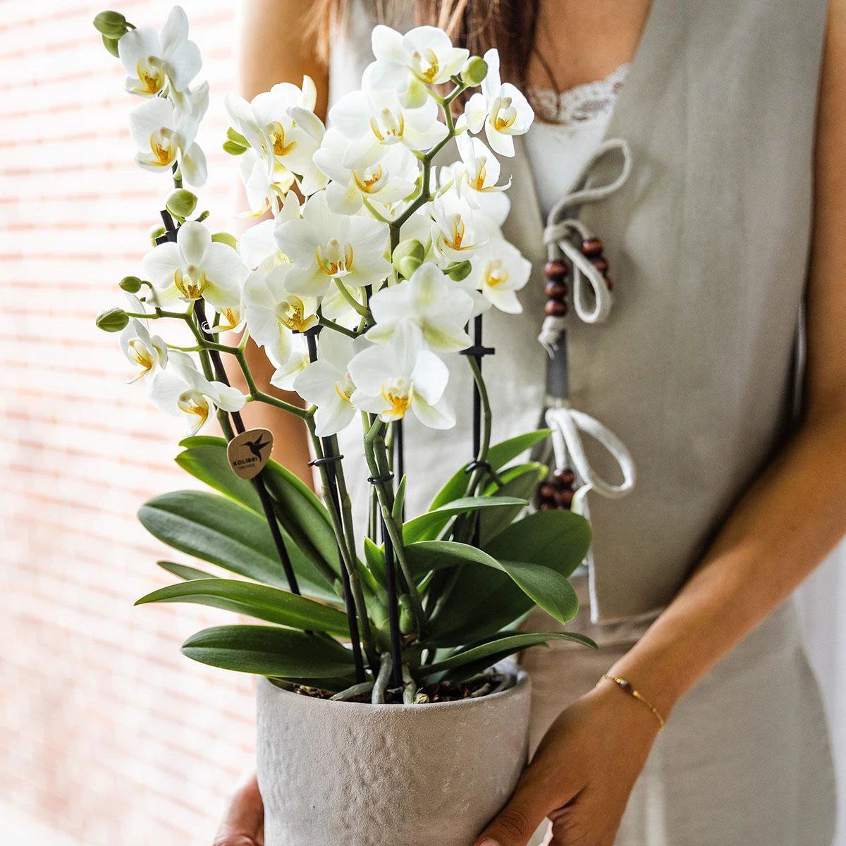 Colibr Orchids | weiße Phalaenopsist-Orchidee – Lausannne-making Ø12cm | – Wohnzimmerpflanze – frisch vom Züchter von Kolibri Company