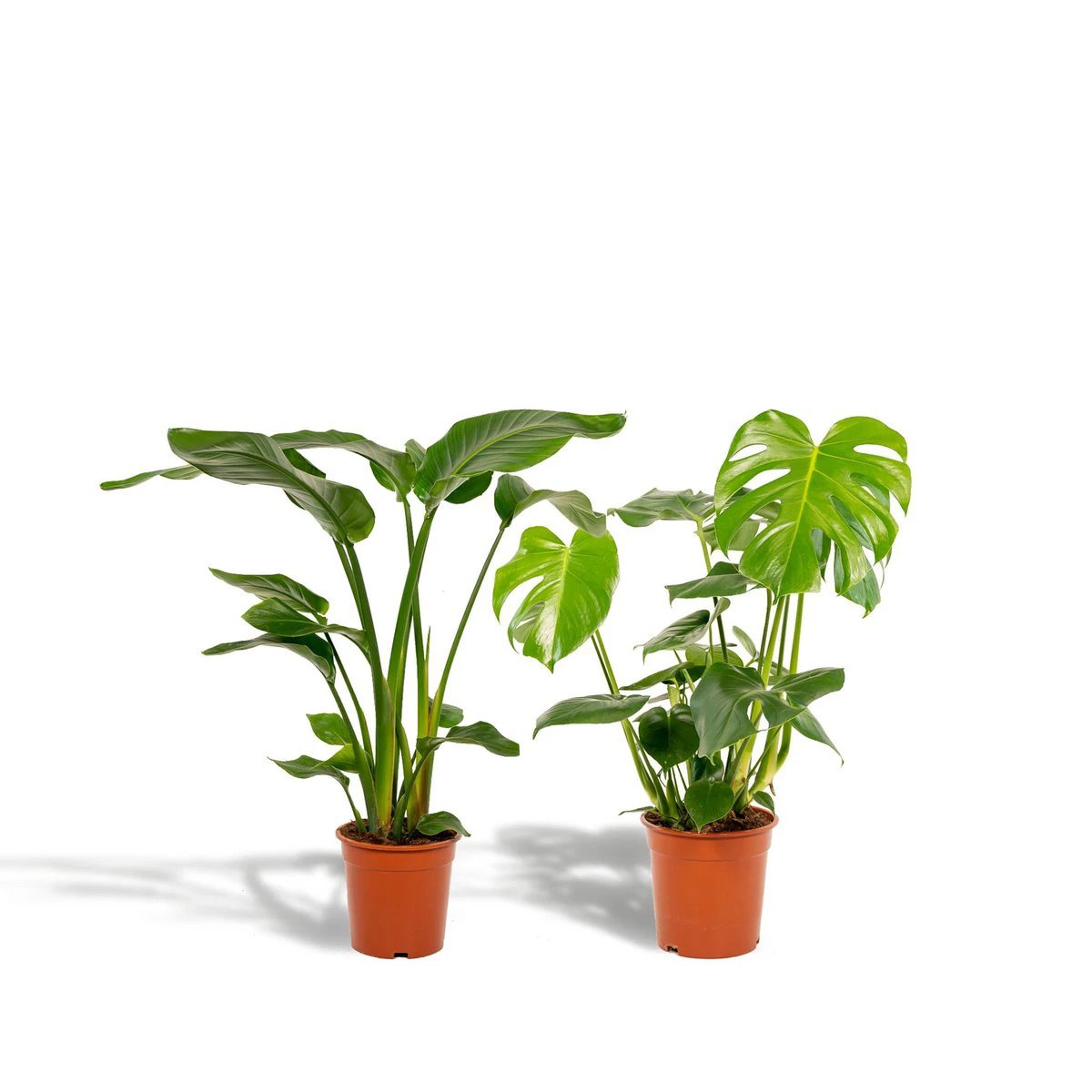 Strelitzia Nicolai - ↨85cm - Ø19cm + Monstera Deliciosa - ↨75cm - Ø21cm by MEERgroothandel Planten