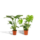 Strelitzia Nicolai - ↨85cm - Ø19cm + Monstera Deliciosa - ↨75cm - Ø21cm by MEERgroothandel Planten