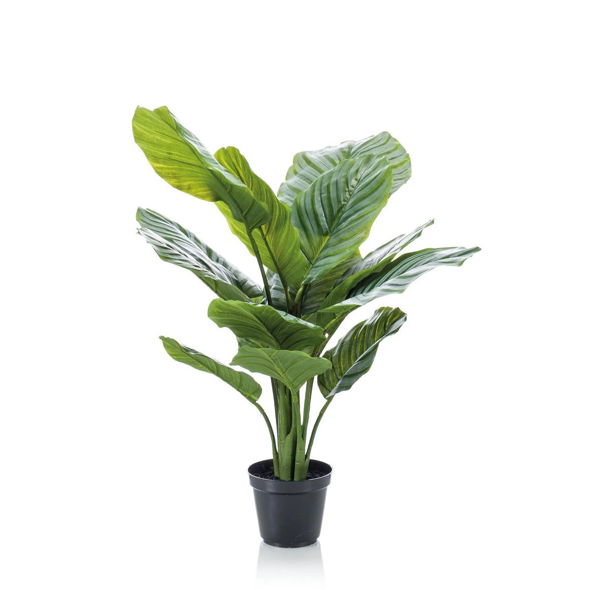 Kunstpflanze – Calathea Orbifolia – Schattenpflanze – 60 cm von Green boutiQ