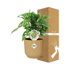 Monstera ‘Monkey Leaf’ in ELHO Vibes Fold 14cm geel by MEERgroothandel Planten