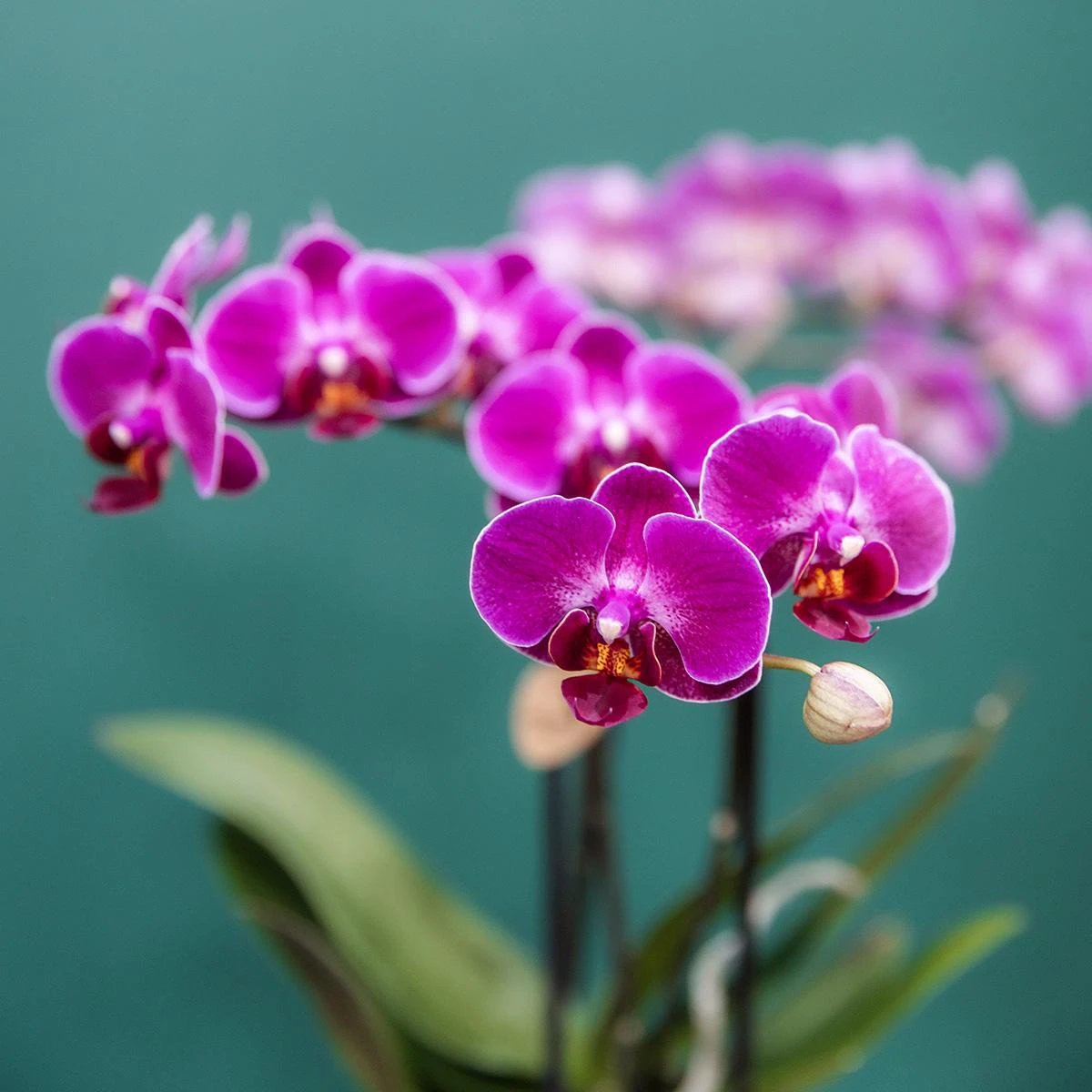 Kolibri-Orchideen | Kombi-Angebot mit 4 violetten Phalaenopsis-Orchideen – Morelia – Topfgröße Ø9 cm | blühende Zimmerpflanze – frisch vom Züchter von Kolibri Company