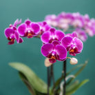 Kolibri-Orchideen | Kombi-Angebot mit 4 violetten Phalaenopsis-Orchideen – Morelia – Topfgröße Ø9 cm | blühende Zimmerpflanze – frisch vom Züchter von Kolibri Company