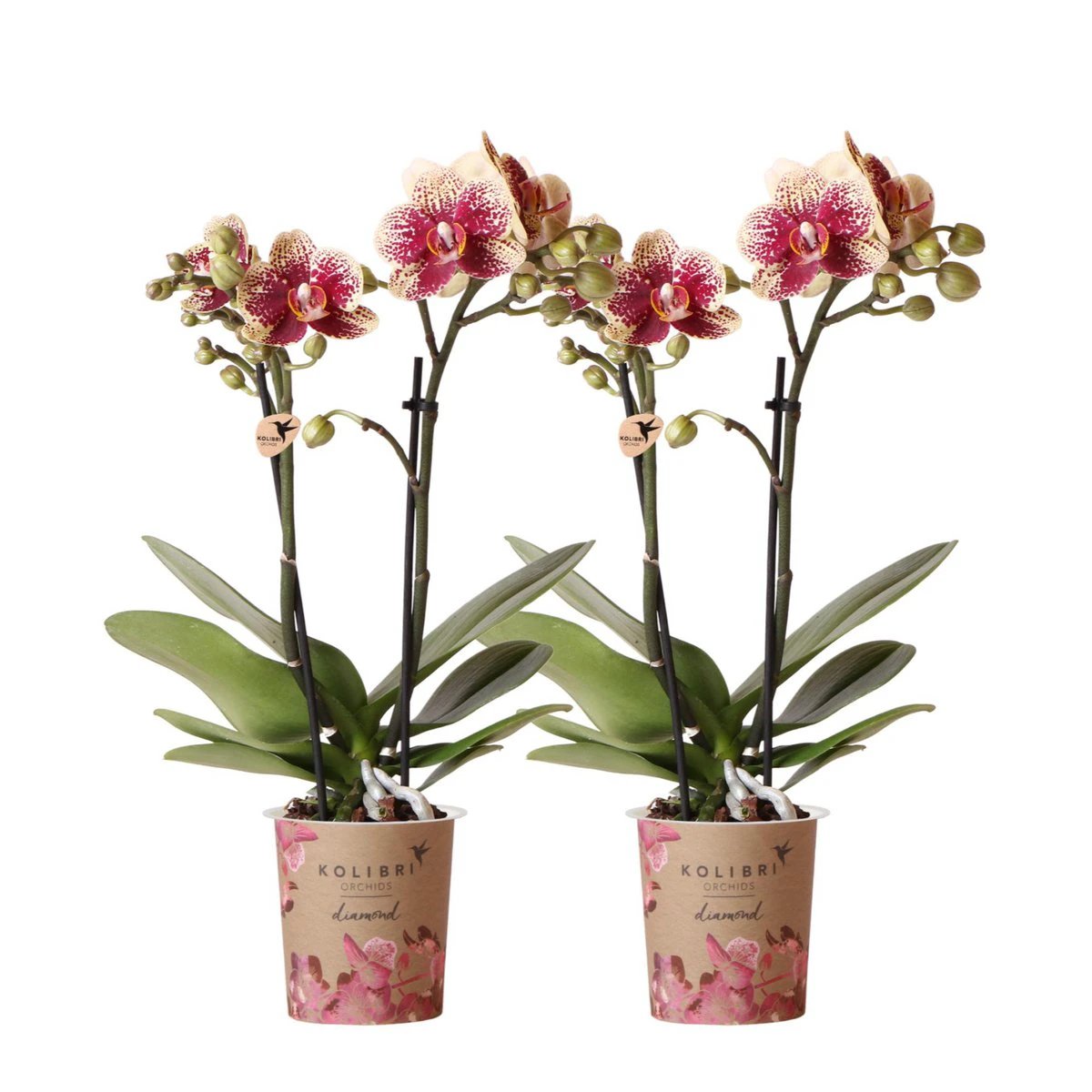 Colibr Orchids | COMBI DEAL of 2 yellow red phalaonopsis orchids - Spain - pot measure Ø9cm | -driving room plant - freshly from the grower by Kolibri Company