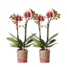 Colibr Orchids | Kombi-Angebot mit 2 gelb-roten phalaonopsis Orchideen – Spanien – Topfmaß Ø9cm | Wohnzimmerpflanze – frisch vom Züchter von Kolibri Company