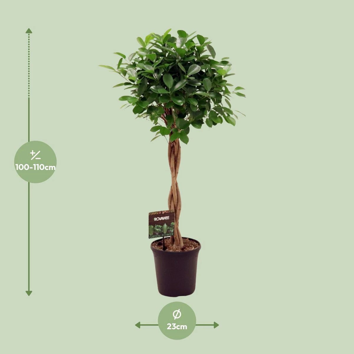 Ficus Micr. Moclame - Ø23cm - ↕110cm by MEERgroothandel Planten
