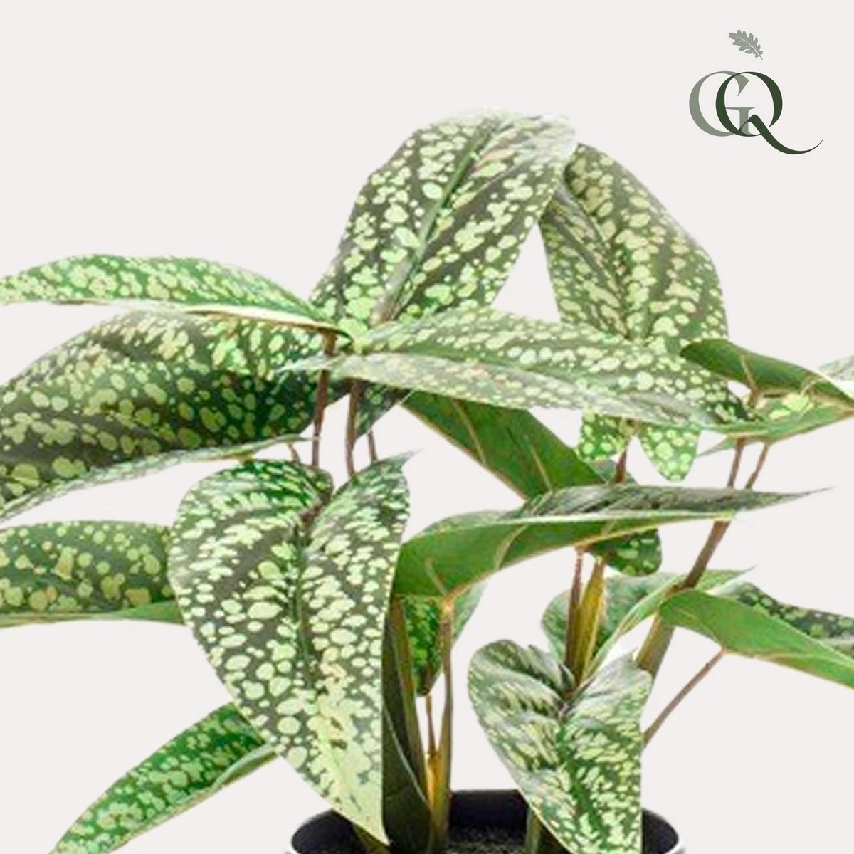 Kunstpflanze – Calathea Dots – Schattenpflanze – 38 cm von Green boutiQ