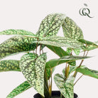 Kunstpflanze – Calathea Dots – Schattenpflanze – 38 cm von Green boutiQ
