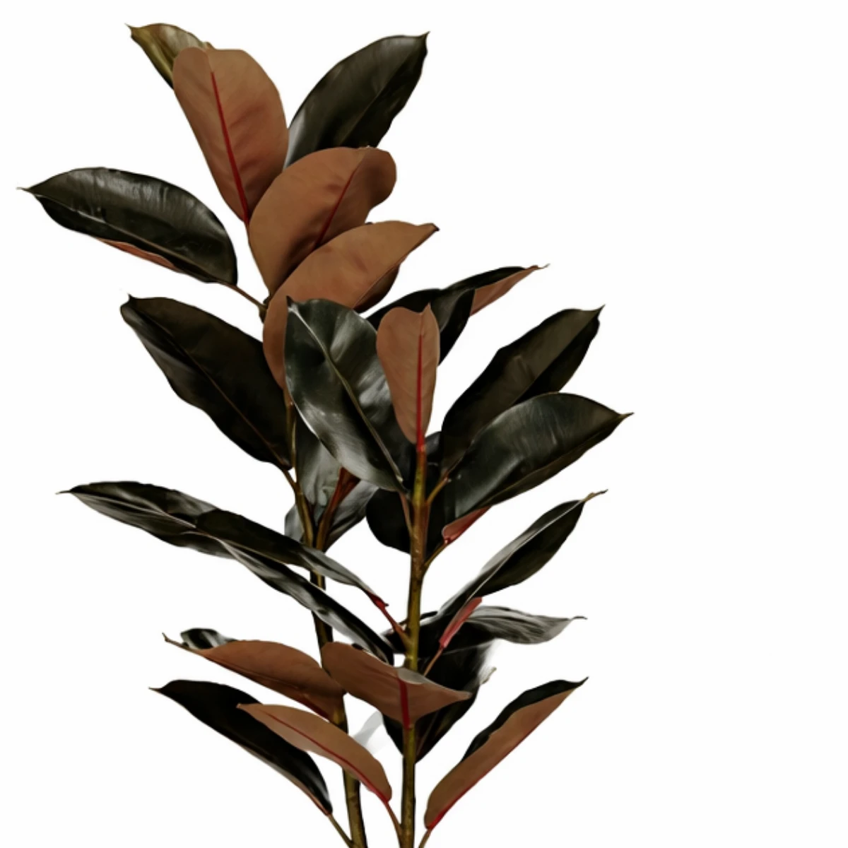 Artificial plant Rubber plant Red by Mica Decorations