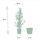 Ficus microcarpa Moclame - ↨95cm - Ø21cm + Mand Selin by MEERgroothandel Planten
