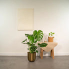 Monstera Deliciosa – ↨80 cm – Ø21 cm + Topf Mayk Gold von MEERgroothandel Planten