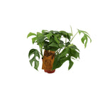 Monstera Minima - Ø12cm - ↕30cm by MEERgroothandel Planten