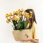 Kolibri Orchids | Orange Orchid Set In Reed Basket incl. Water reservoir | Three Orange Orchids Las Vegas 12cm | Mono Bouquet Orange with self -sufficient water reservoir. by Kolibri Company