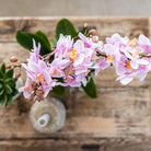 Hummingbird Orchids | Plant set Floral Blush pink small| Green plants with Phalaenopsis orchid in Floral Blush pink decorative pots and white tray by Kolibri Company