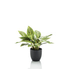Kunstpflanze – Croton Codiaeum – Wunderstrauch – 38 cm von Green boutiQ