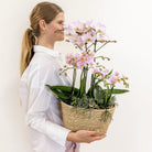 Kolibri Home - Inlay with water reservoir with watering wicks for orchid bowl - watering system for orchids Ø25cm - Inlay 1x12 + 2x9 - Field Bouquet + 3x watering wicks by Kolibri Company